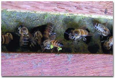 蜜蜂の巣箱の様子