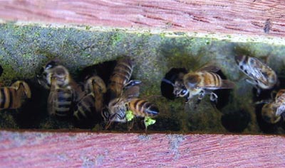 アフリカ蜜蜂の巣箱の様子